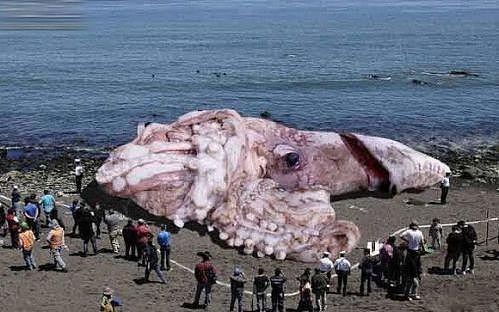 海底9万米有多少恐怖生物  太平洋巨型章鱼位居榜首 - 1