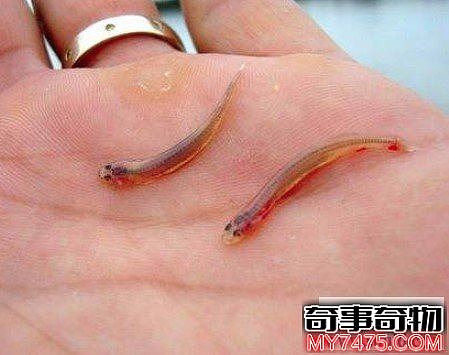 世界上最小的脊椎动物钻入人体内吸血