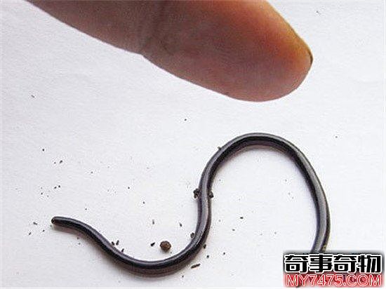 世界上最小的蛇 这么小难道不是蚯蚓吗