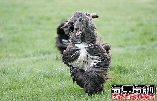 世界上毛最长的狗 犬中贵族阿富汗猎犬的优雅