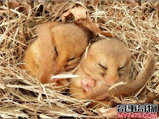 世界上冬眠时间最长的动物 睡鼠冬眠9个月经常被饿死