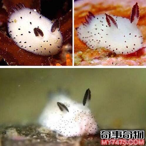 海蛞蝓就是海兔 长着兔耳朵会变色的危险生物