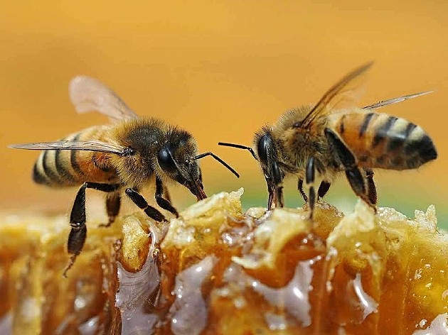 一些蜂群不得不杀死成千上万“自私”的蜂王 - 1