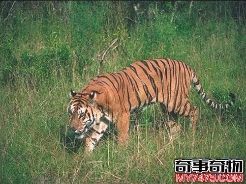 关于老虎的十大事实 它的独居性是很强的