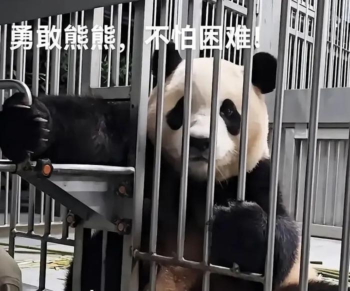 熊猫福宝中国饲养员遭网暴！韩娱风气入侵熊猫圈，私生饭都来了 - 1