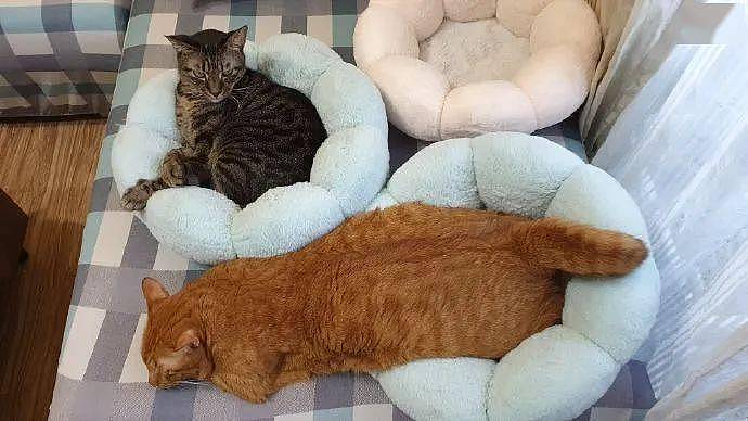 猫窝只能睡4公斤以下的猫，胖橘非要睡，于是只容下半边身体!网友:求胖橘大概多少斤? - 2