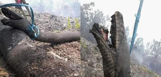 印尼发现8米巨蟒：最大的蛇究竟有多长？有没有超过10米的蛇？