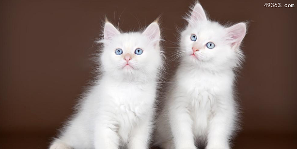蓝眼白猫的品种，蓝眼白猫为什么都是聋子？
