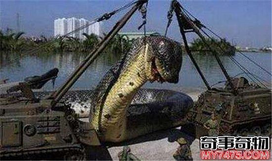 红海巨蛇据称长500米 但却找不到真实性的报道