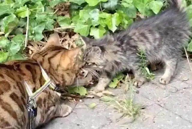 朋友在灌木里发现一只虎斑猫，把它带回家之后，发现自己捡到了宝 - 3
