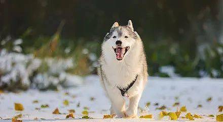网友带哈士奇到雪地玩，下一秒简直变了一只狗，好美！ - 2