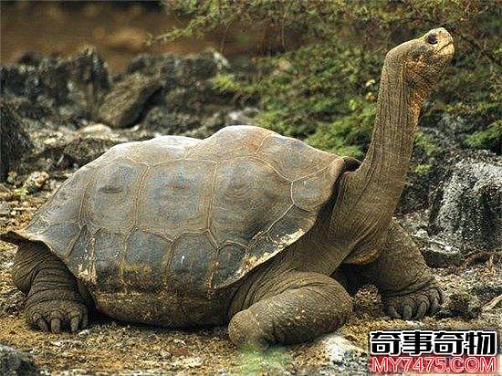 加拉帕戈斯象龟 是目前世界上最大的陆地龟