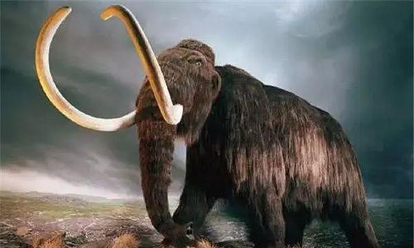 世界上最后一只猛犸象灭绝时间  为什么突然灭绝 - 1
