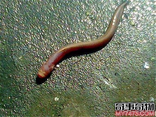 须鳗虾虎鱼长相怪异 不少人以为它是外星生物