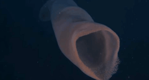 十几米长的巨型怪虫吓坏潜水员，一张大嘴堪称海洋版“沙虫” - 4