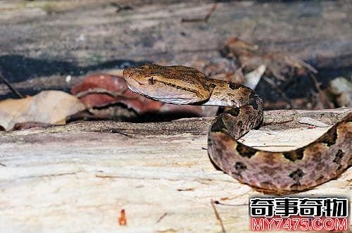 世界十大毒蛇排名 猎杀第一种蛇会负法律责任