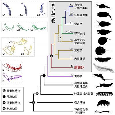 中科院团队新发现！五亿年前化石“麒麟虾”揭开节肢动物起源之谜