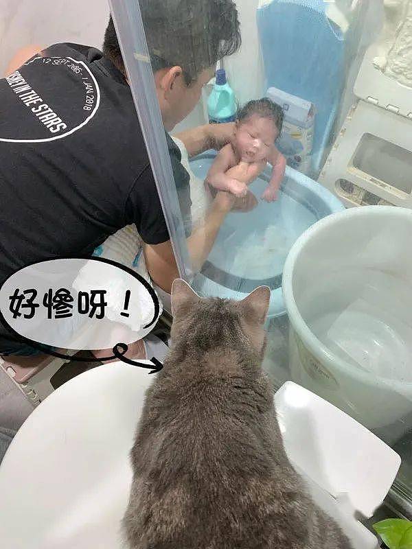 宝宝洗澡时猫嗷嗷叫，结果到它自己洗澡后！喵:怪我多嘴了! - 1