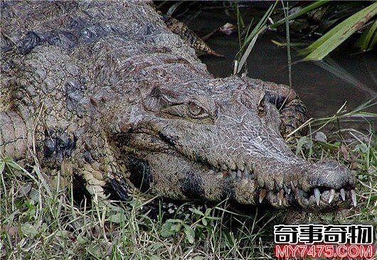 世界上最凶残的鳄鱼 湾鳄曾吞食千名日军