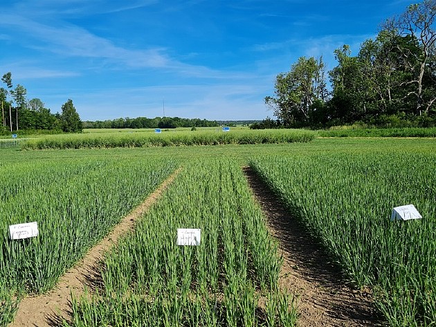 图为用不同肥料培植的大麦，右侧的大麦使用了尿液，中间的大麦未使用任何肥料，最左侧的大麦使用了矿物无机肥料。