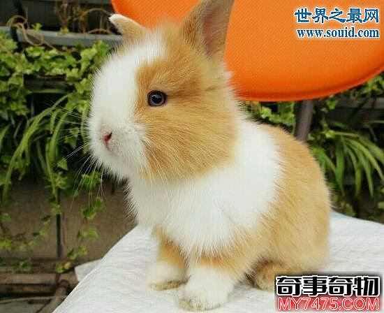 公主兔 最重情重义的可爱宠物兔
