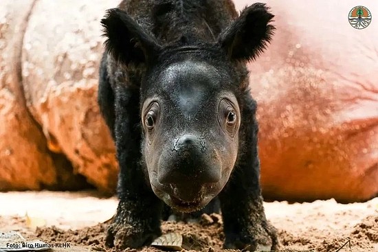 仅存30头的苏门答腊犀，最近迎来了新生儿！ - 1