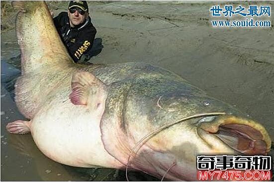 巨型鲶鱼 长2.7米重586斤 一条能吃几个月