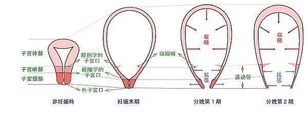 爆火后嫁给富豪老公，怎么看Lisa都在复刻她的成名之路吧... - 16