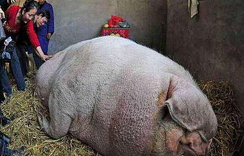 世界上寿命最长的猪（历史上活得最久的猪）