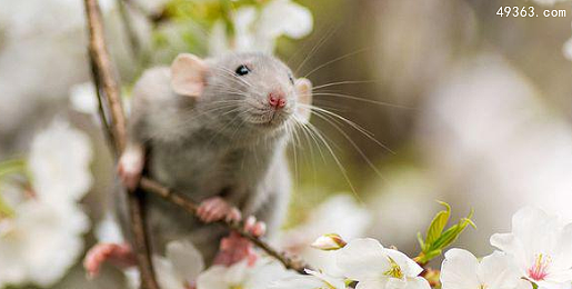 花枝鼠为什么会臭臭的，怎么给花枝鼠洗澡