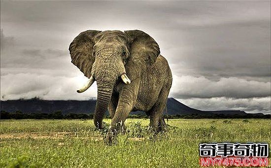 世界十大珍稀动物 盘点地球上即将消逝的十大动物