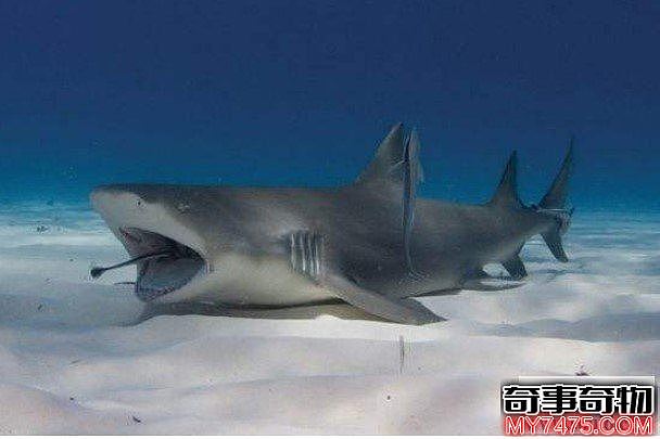 世界上最凶猛鲨鱼柠檬鲨