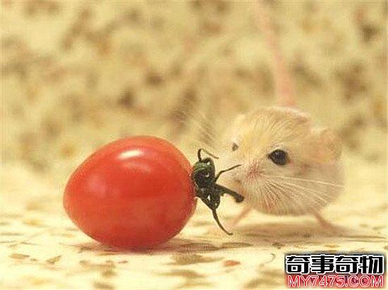 世界上最小的6种哺乳动物 电动老鼠的缩小版侏儒跳鼠可爱到爆炸