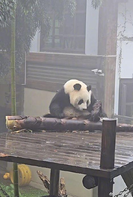 发出今天的第一声爆笑，住在竹海里的大熊猫吃的竹笋跟个大炮似的 - 1