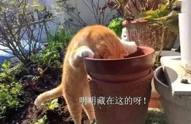 猫咪把小鱼干藏在花盆里，主人悄悄拿走全部鱼干，猫咪的反应亮了 - 4
