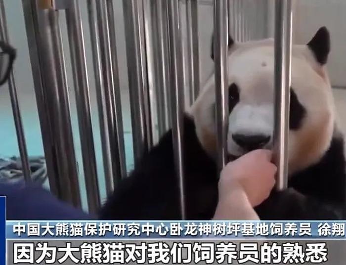 打脸闹事韩星！熊猫福宝断毛风波升级，在韩国饲养期间问题更大 - 4
