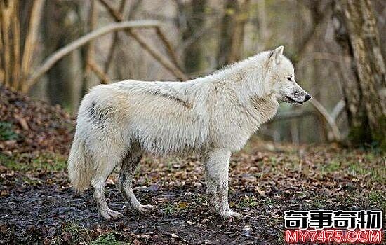 世界上最大的狼 我们眼中的庞然大物