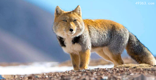 藏狐是种什么样的动物，藏狐是保护动物吗