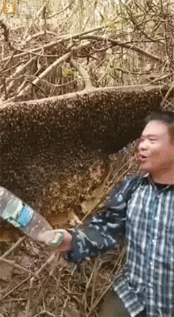 搞笑GIF趣图:哥们，蜂群出动，岂是你能招惹的！ - 1