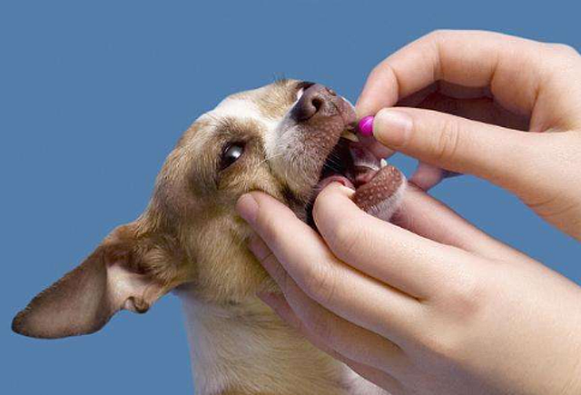 吃犬用“驱虫药”抗癌！超5000人服用，“狗药”真对癌症有效吗？ - 1
