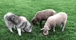 搞笑GIF趣图：这只怕是一只披着狗皮的羊吧！这二哈也是没谁了！ - 19