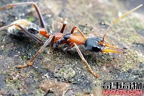 世界上最大的蚂蚁 公牛蚁的身长达到了3.7cm