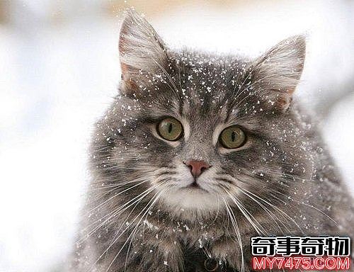 世界上最耐寒的猫 挪威森林猫能在零下二十度的环境中生存
