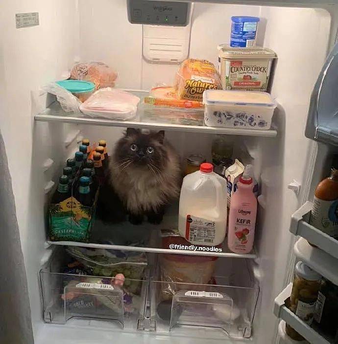 每次清理冰箱腾出空位时，猫就要进去填补空缺，让人哭笑不得！ - 4