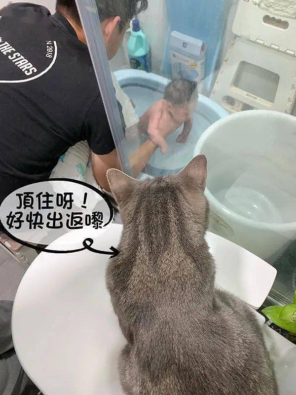 宝宝洗澡时猫嗷嗷叫，结果到它自己洗澡后！喵:怪我多嘴了! - 3