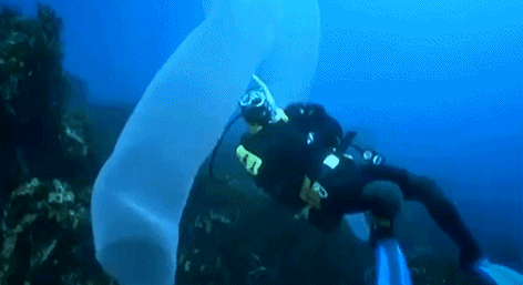 十几米长的巨型怪虫吓坏潜水员，一张大嘴堪称海洋版“沙虫” - 3