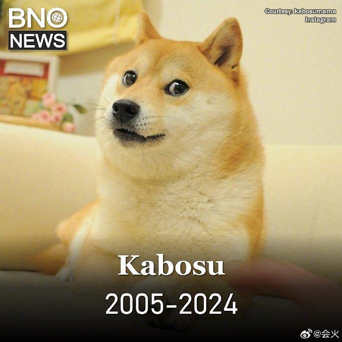 据外媒，著名表情包“doge”的原型柴犬Kabosu去世 - 1