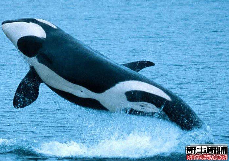 世界上最恐怖海洋动物杀人鲸