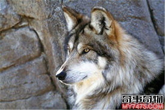 世界上腿最长的犬科动物 狼也会踩高跷了吗
