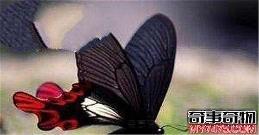 世界上最大的蝴蝶 蓝默蝶翅膀上带虹彩美翻众人